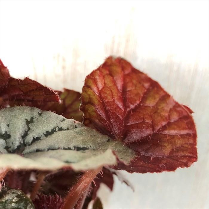 予約販売】 レックスベゴニア フロスティ 10.5cmポット ベゴニア 鉢花