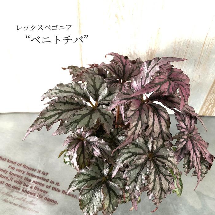 予約販売】 レックスベゴニア ベニトチバ 紅栃葉 10.5cmポット
