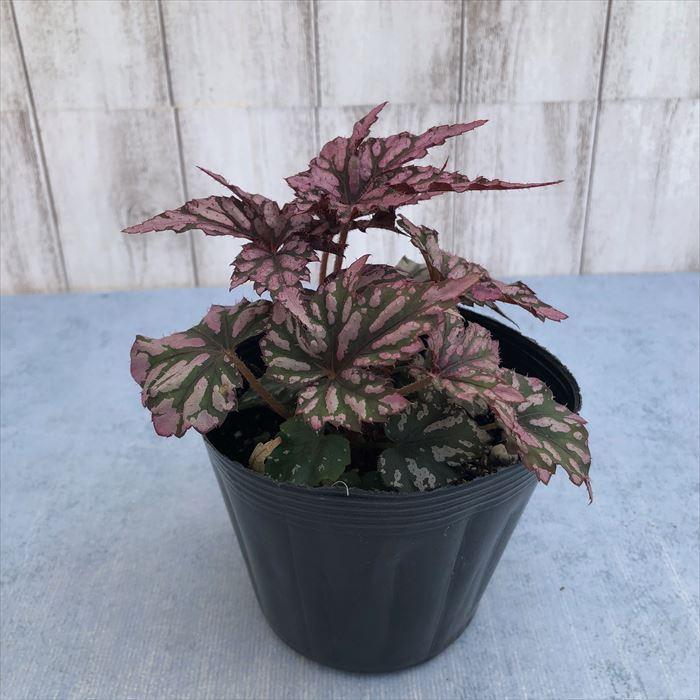 予約販売】 レックスベゴニア ベニトチバ 紅栃葉 10.5cmポット