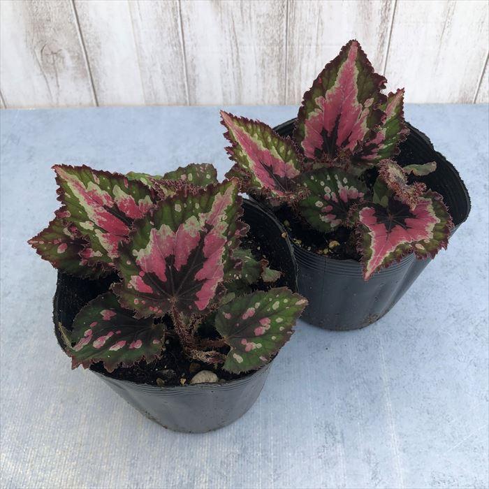 予約販売】 レックスベゴニア メリークリスマス 10.5cmポット ベゴニア