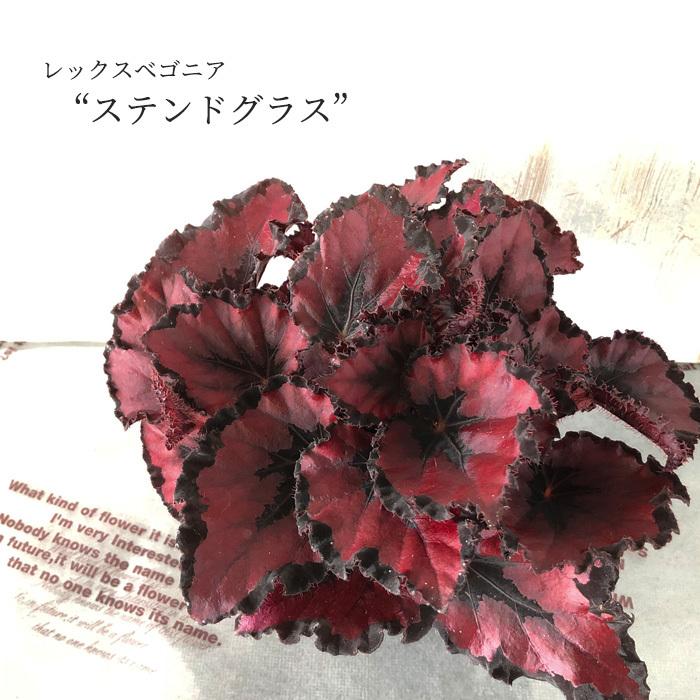 予約販売】 レックスベゴニア ステンドグラス 10.5cmポット ベゴニア