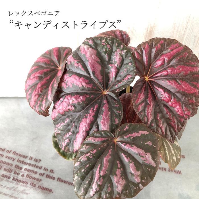 予約販売】 レックスベゴニア キャンディストライプス 10.5cmポット
