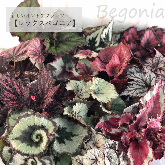 予約販売】 レックスベゴニア キャンディストライプス 10.5cmポット