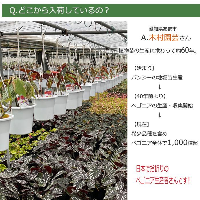 予約販売】 レックスベゴニア キャンディストライプス 10.5cmポット