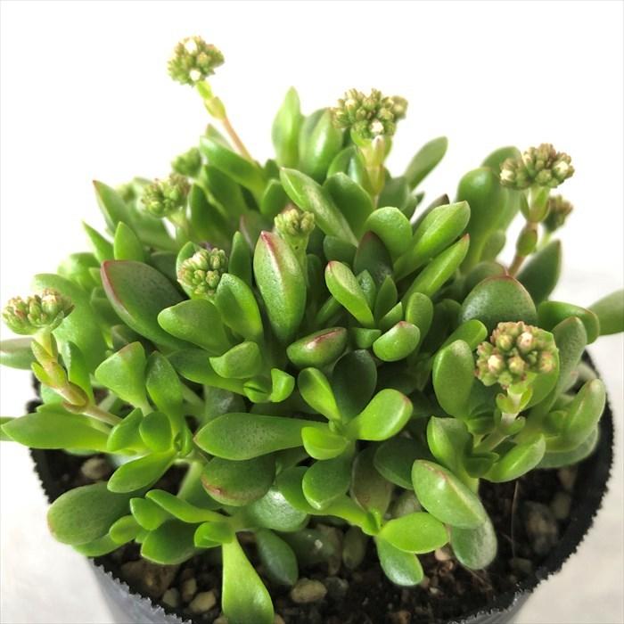多肉植物 クラッスラ 紅稚児 6.5cmポット 観葉植物 インテリア : レイ