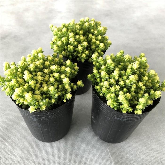 多肉植物　セダム　アクレアウレウム　カット 日本花キ流通 多肉植物 seセダム アクレ アウレウム エレガンス
