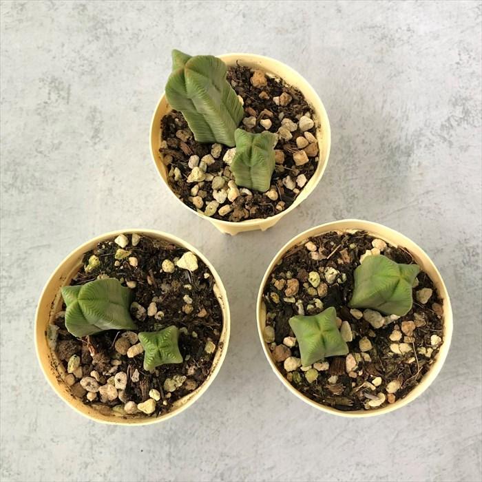 多肉植物 クラッスラ ダルマ緑塔 6cmポット だるま緑塔 観葉植物 多肉植物 クラッスラ ダルマ緑塔 6cmポット だるま緑塔 観葉植物