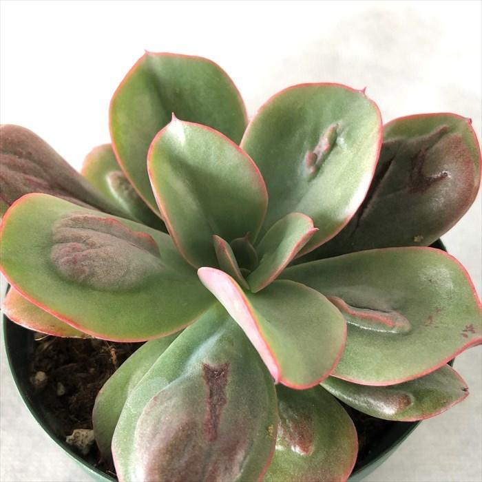 多肉植物 エケベリア バロンボールド 7.5cmポット バロンボルドー 観葉