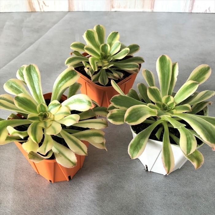 多肉植物 アエオニウム 艶日傘 9cmポット 観葉植物 インテリア mur