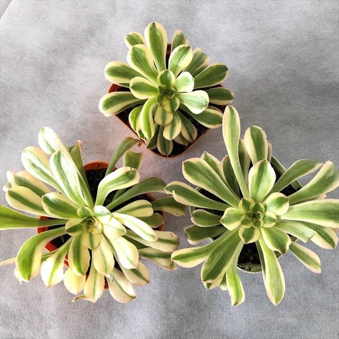 多肉植物　寄せ植え　傘 のっぽな紅日傘がメインの寄せ植え♪ | 多肉植物 | nonohana色