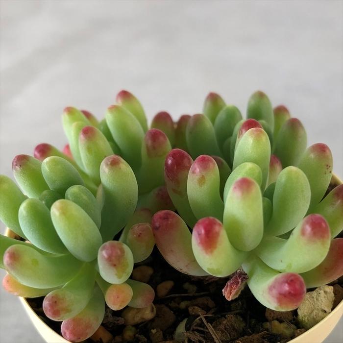 多肉植物 セダム 乙女心 6cmポット 観葉植物 インテリア Ejr L レイテストプランツ 通販 Yahoo ショッピング