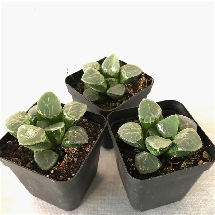 多肉植物 ハオルチア ガラスコンプト 7.5cmポット 観葉植物 インテリア