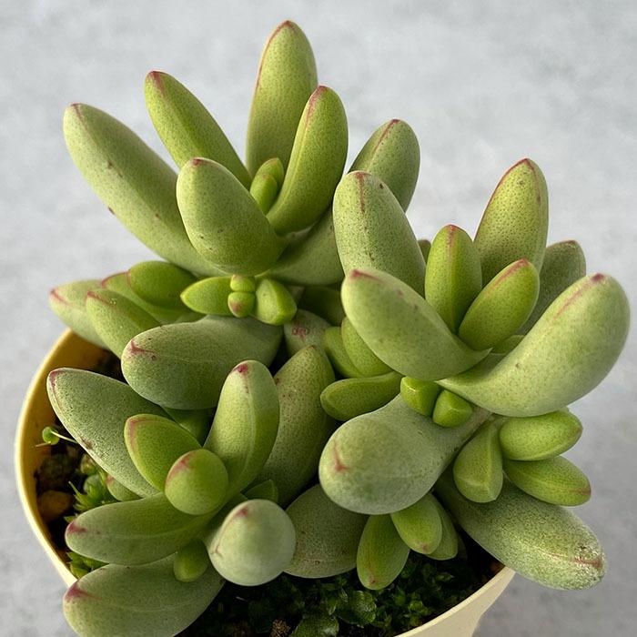 多肉植物 クラッスラ ルドリップ 6cmポット 観葉植物 インテリア ejr