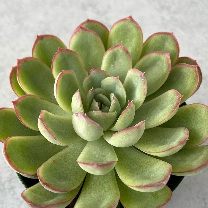 多肉植物 エケベリア 花月夜 7 5cmポット Kas 売れ筋ランキングも インテリア 観葉植物