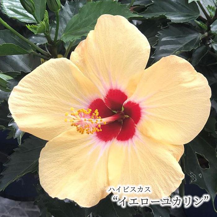 予約販売 ハイビスカス イエローユカリン 5号 鉢植えogc 6月下旬以降発送 L レイテストプランツ 通販 Yahoo ショッピング