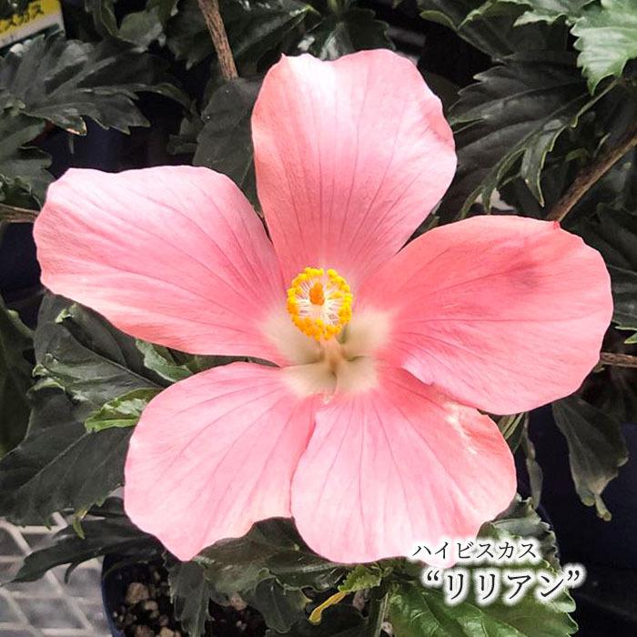 予約販売】 ハイビスカス リリアン 5号 鉢植え ogc 7月上旬以降発送