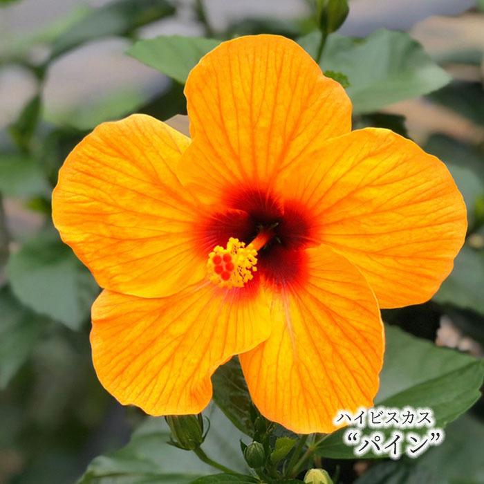 予約販売 ハイビスカス パイン 5号 鉢植え Ogc 6月下旬以降発送 L レイテストプランツ 通販 Yahoo ショッピング