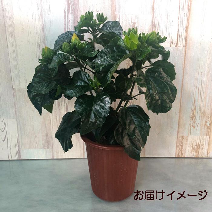 予約販売 ハイビスカス イエローベル 5号 鉢植え Tyo 6月下旬以降発送 激安通販販売