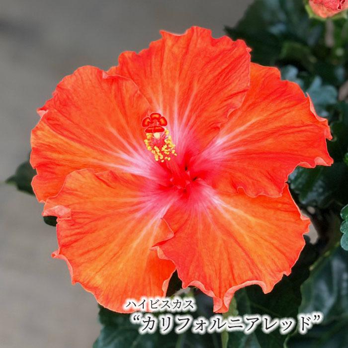 予約販売 ハイビスカス カリフォルニアレッド 5号 鉢植え Tyo 5月下旬以降発送 L レイテストプランツ 通販 Yahoo ショッピング