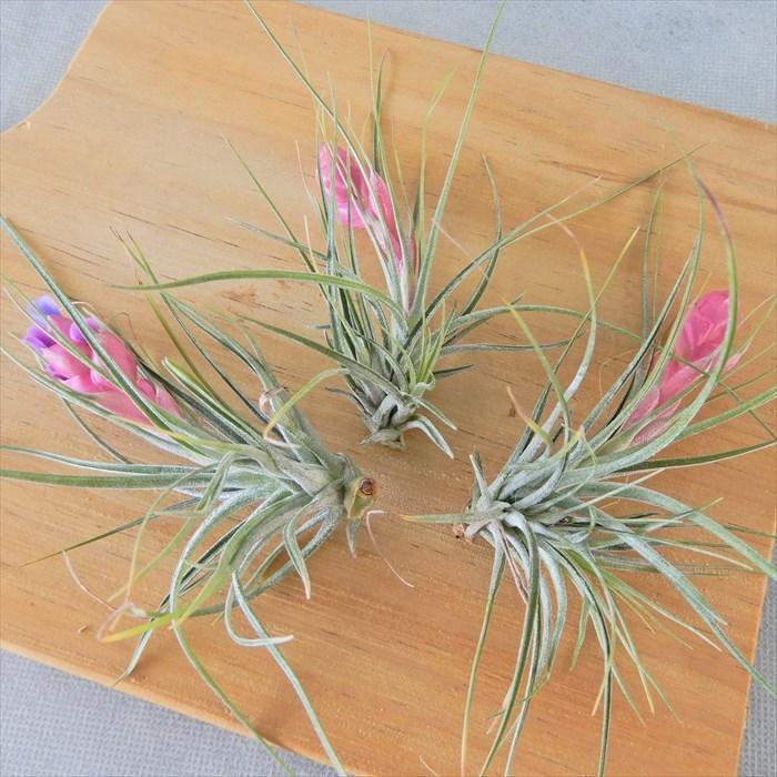 観葉植物 エアープランツ チランジア ストリクタ 花付き 約11cm エア