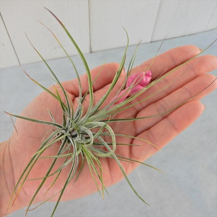 観葉植物 エアープランツ チランジア ストリクタ 花付き 約11cm エア