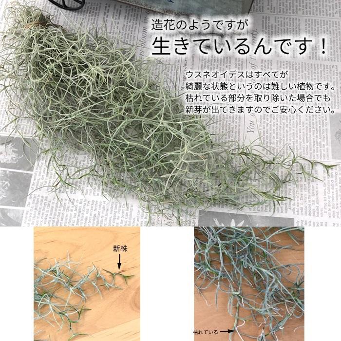 観葉植物 エアープランツ ウスネオイデス 約30cm 35cm 送料無料 エアプランツ インテリア L レイテストプランツ 通販 Yahoo ショッピング