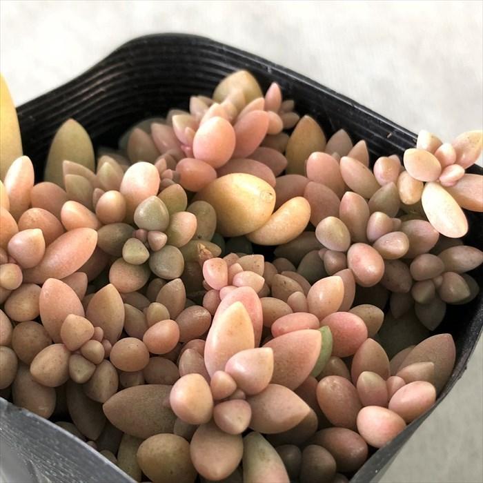 132円 セール開催中最短即日発送 多肉植物 グラプトペタラム ばらまきヒメシュウレイ 7.5cmポット 観葉植物 インテリア sbs 132円 セール開催中最短即日発送 多肉植物 グラプトペタラム ばらまきヒメシュウレイ 7.5cmポット 観葉植物 インテリア sbs