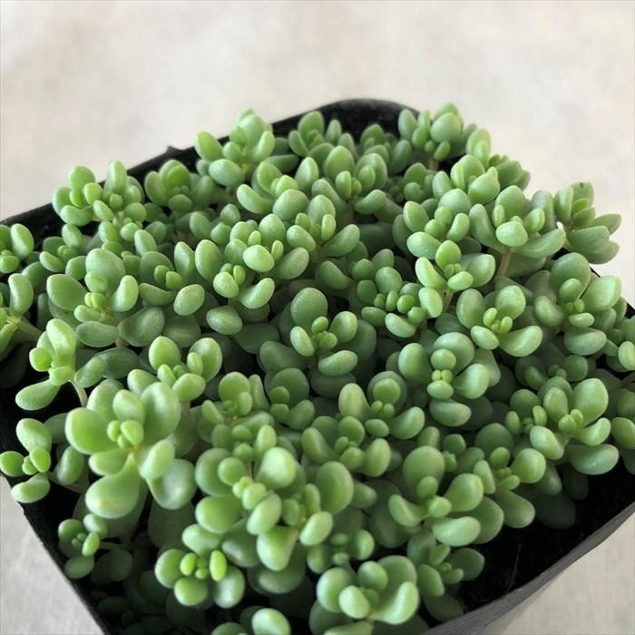 多肉植物 セダム パープルヘイズ 7 5cmポット 観葉植物 インテリア Sbs Amearthurzinhosales Com Br