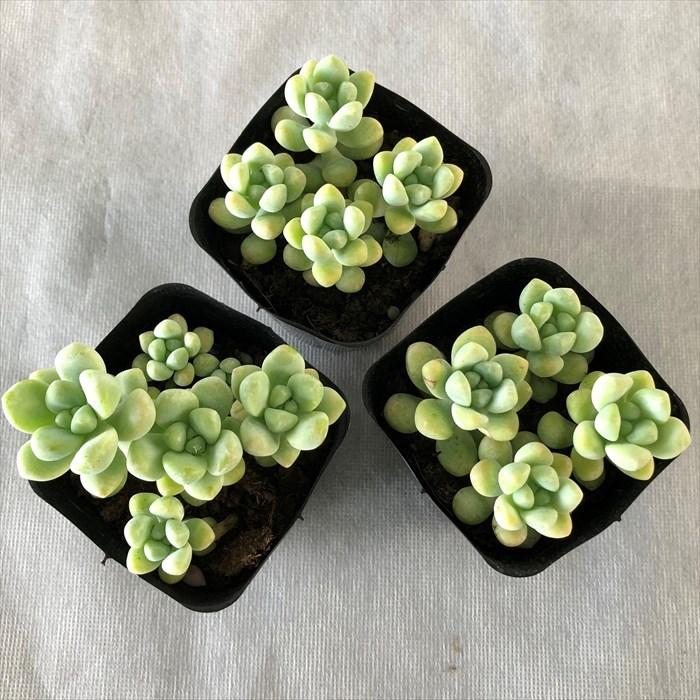 多肉植物 セダム 天使の雫 7.5cmポット 観葉植物 インテリア sbs 多肉植物 セダム 天使の雫 7.5cmポット 観葉植物 インテリア sbs