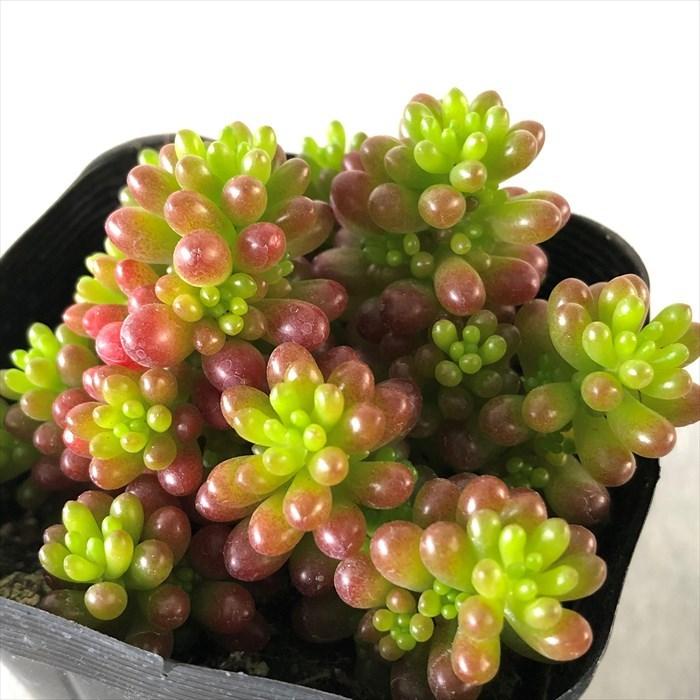 多肉植物 セダム レッドベリー 7.5cmポット 観葉植物 インテリア sbs