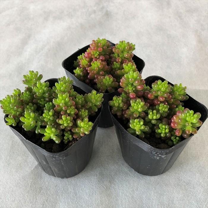 多肉植物 セダム レッドベリー 7.5cmポット 観葉植物 インテリア sbs