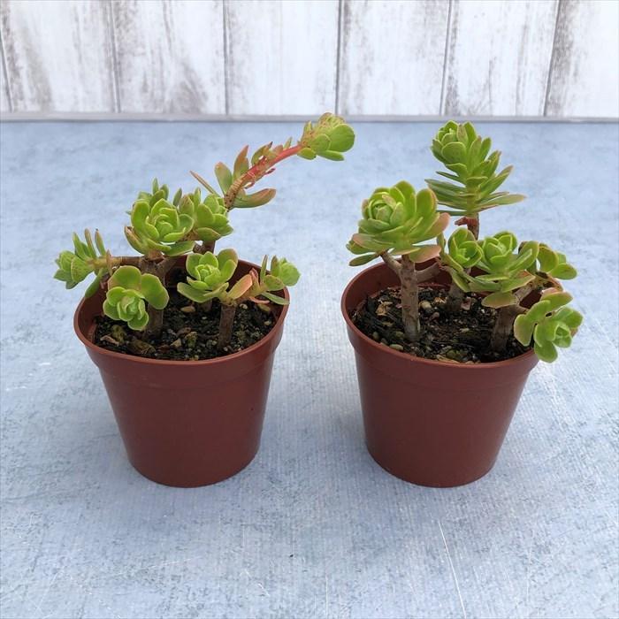 多肉植物 アエオニウム チョコチップ 6.5cmポット 観葉植物 インテリア