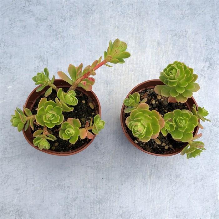 多肉植物 アエオニウム チョコチップ 6.5cmポット 観葉植物 インテリア