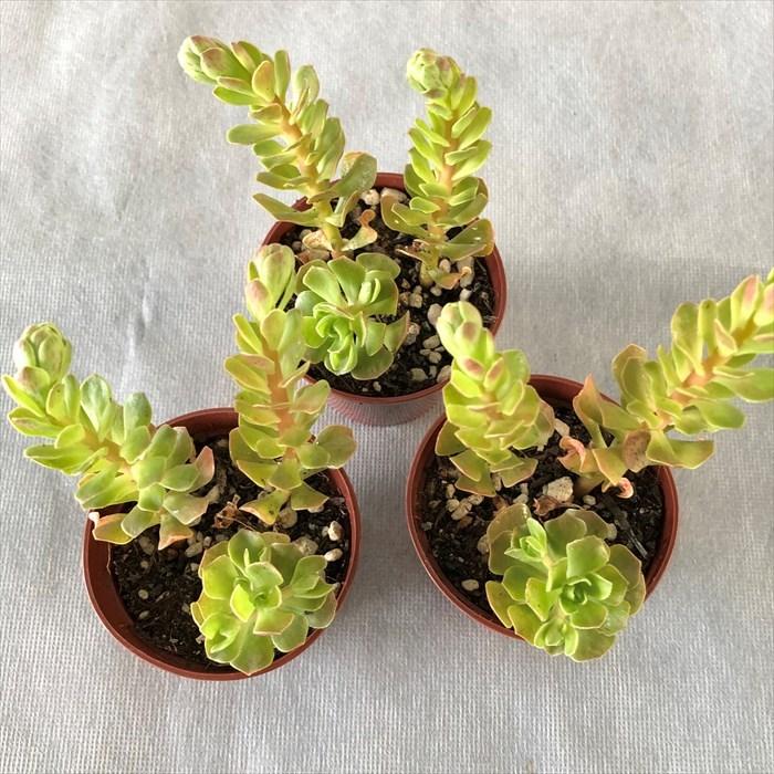 多肉植物 アエオニウム チョコチップ 6.5cmポット 観葉植物 インテリア