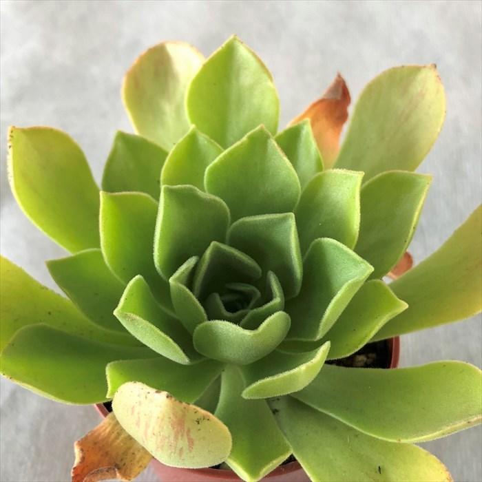 多肉植物 アエオニウム レモネード 6 5cmポット 観葉植物 インテリア Grf L レイテストプランツ 通販 Yahoo ショッピング