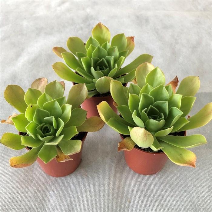 多肉植物 アエオニウム レモネード 6.5cmポット 観葉植物 インテリア