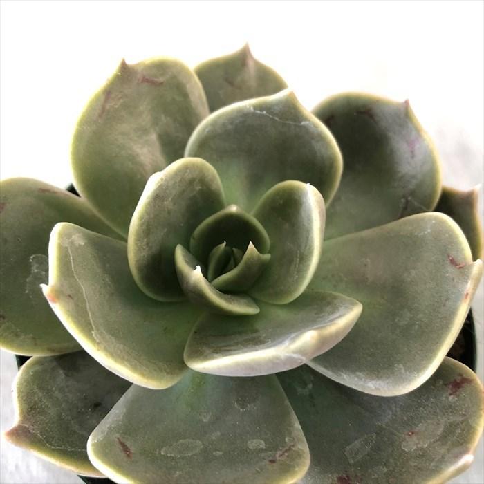高い品質 多肉植物 エケベリア マローム 7 5cmポット 観葉植物 インテリア Kas