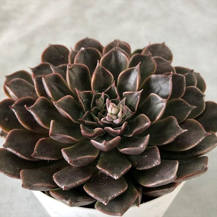 多肉植物 タキタス キングスター 9cmポット 観葉植物 インテリア