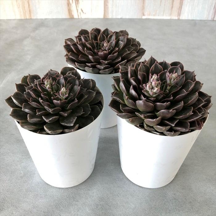 多肉植物 タキタス キングスター 9cmポット 観葉植物 インテリア