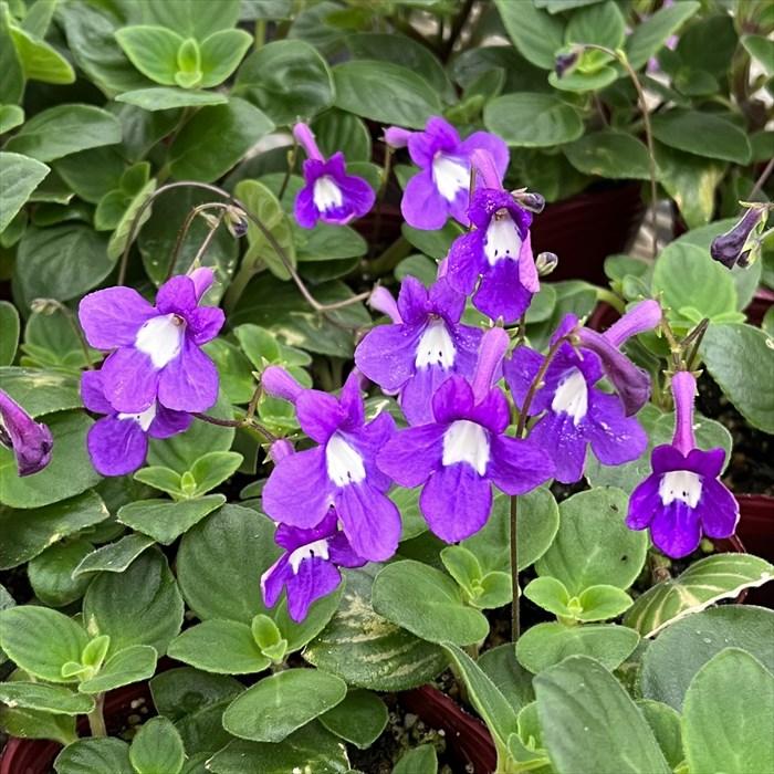 予約販売 ストレプトカーパス セチ サクソルム系 3 5号鉢 ストレプトカルペラ 非耐寒性 多年草 Ozk ３月下旬以降発送 L レイテストプランツ 通販 Yahoo ショッピング