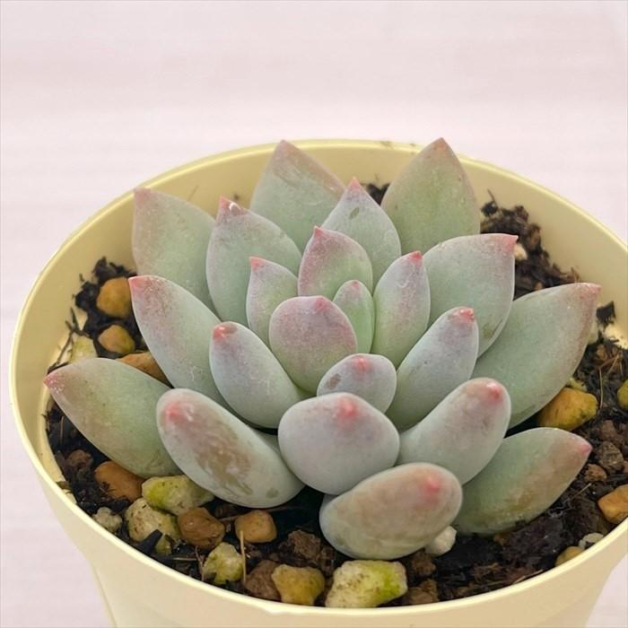 多肉植物 パキフィツム キューティーフィンガー 6cmポット 観葉植物