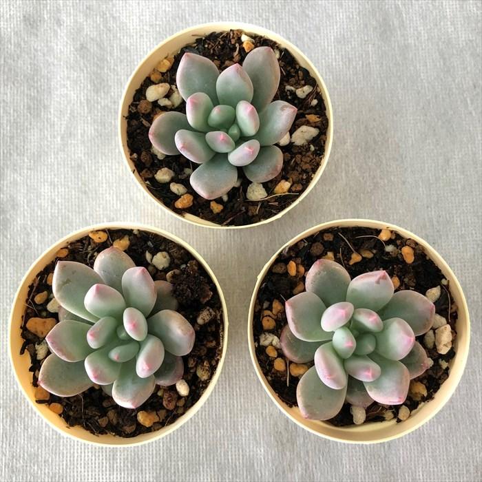 多肉植物 パキフィツム キューティーフィンガー 6cmポット 観葉植物