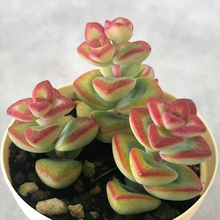 多肉植物 クラッスラ 愛星 6cmポット 観葉植物 インテリア ejr : レイ