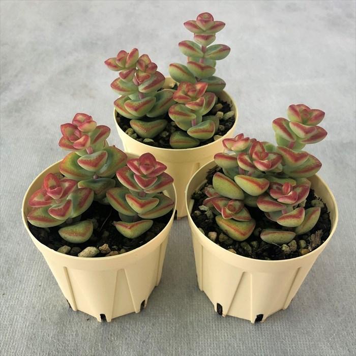 多肉植物 クラッスラ 愛星 6cmポット 観葉植物 インテリア ejr : レイ