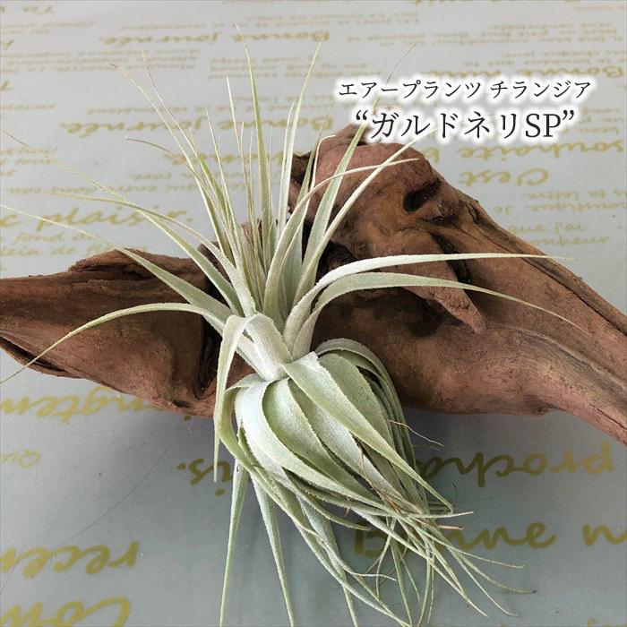 観葉植物 エアープランツ チランジア ガルドネリ SP T.Gardnerii エア