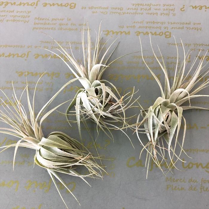 エアプランツ（チランジア） ガルドネリお譲りします！ 【インテリア・観葉植物】 観葉植物 エアープランツ チランジア ガルドネリ SP T.Gardnerii エア