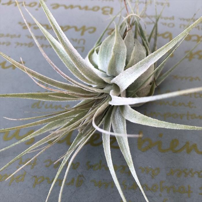 観葉植物 エアープランツ チランジア ガルドネリ SP T.Gardnerii エア