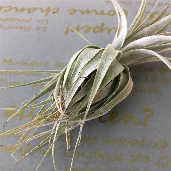 エアプランツ（チランジア） ガルドネリお譲りします！ 【インテリア・観葉植物】 観葉植物 エアープランツ チランジア ガルドネリ SP T.Gardnerii エア