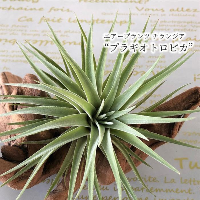 観葉植物 エアープランツ チランジア プラギオトロピカ T Plagiotropica エアプランツ インテリア Eco L レイテストプランツ 通販 Yahoo ショッピング