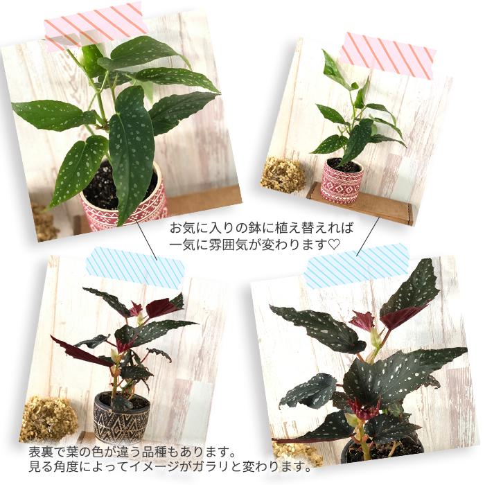 予約販売 木立ち性ベゴニア オレンジルブラ 10 5cmポット ベゴニア 鉢花 インテリアグリーン インドアグリーン 6月下旬以降発送 大決算セール